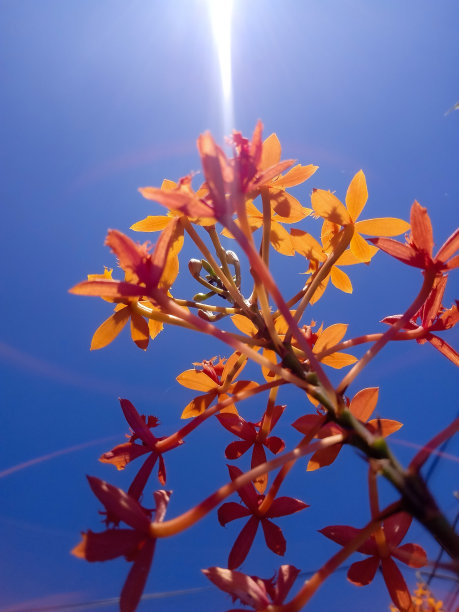 黄兰花背景图片下载