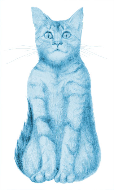 插图垂直绘图与铅笔肖像的形象坐在白色的纸背景猫图片下载