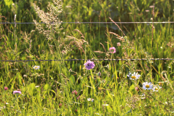 牧场篱笆上的野花。田野寡妇花，雏菊和草在温暖的夜晚光线。田园诗照片与模糊。图片下载