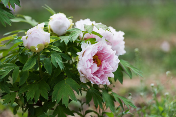 盛开的牡丹图片下载