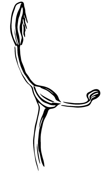 鼠尾草(鼠尾草，也叫花园鼠尾草，普通鼠尾草，或烹饪鼠尾草)雌蕊，植物形态，花的部分图片下载