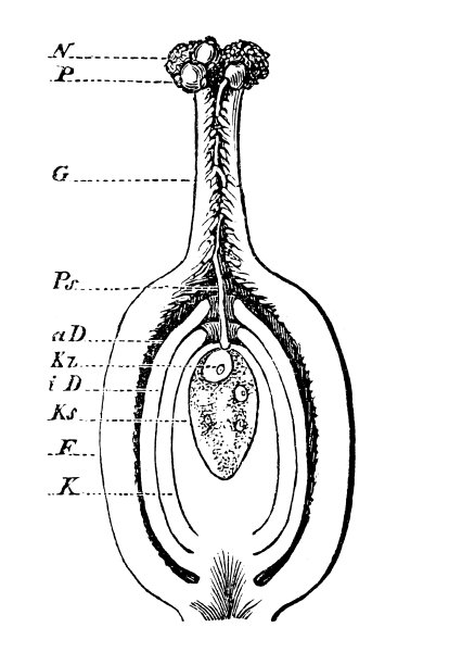 植物形态学，花的部分图片下载