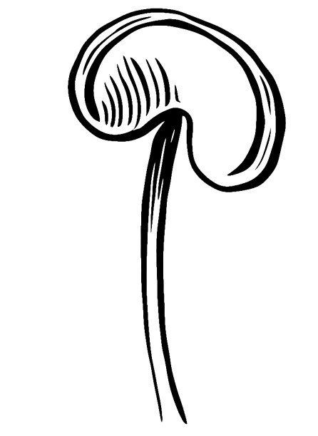 山葵，奶酪，高锦葵和高锦葵雌蕊，植物形态，花的部分图片下载