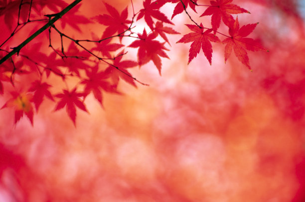 秋天的红叶在森林里图片下载