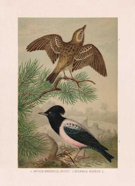 雀形目:树鹨和玫瑰色椋鸟，彩色版，出版于1887年图片下载