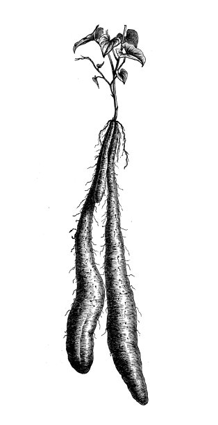 古植物学插图:山药、山药图片下载