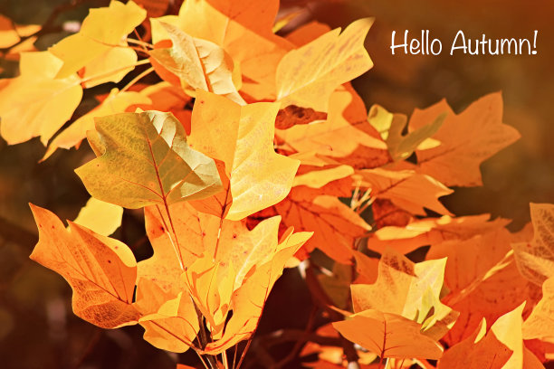 黄色和橙色叶子的特写，在模糊的背景上，在图像的角落里写着“你好，秋天”图片下载