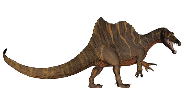 棘龙恐龙吼叫而行走- 3D渲染图片下载