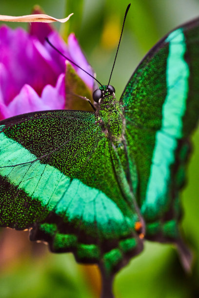 祖母绿燕尾蝴蝶在紫色花朵上休息的图片图片下载