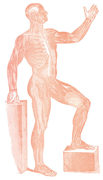 人体肌肉系统解剖的医学插图- 19世纪图片下载