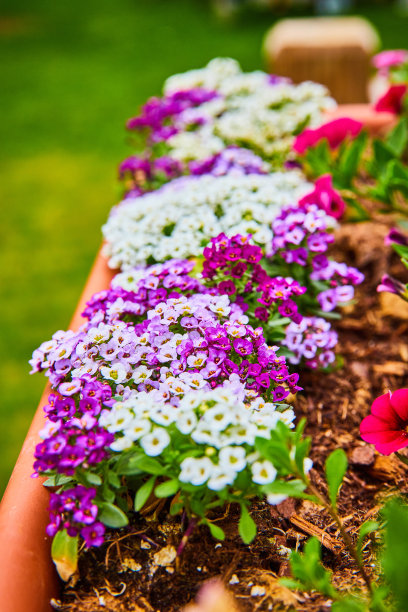 小小的紫色和白色的花盛开在粘土花盆里图片下载