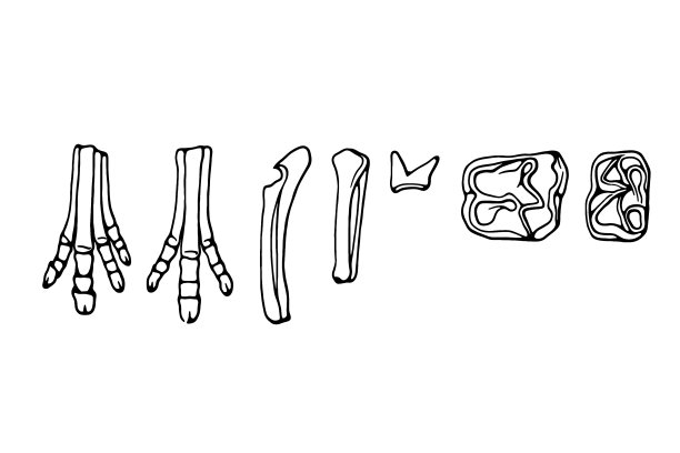 前蹄，后蹄，前臂，小腿，上磨牙和下磨牙图片下载