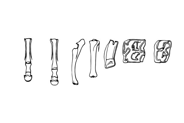 美国马前蹄，后蹄，前臂，小腿，上臼齿和下臼齿图片下载