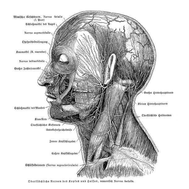 人体面神经系统解剖图1886年图片下载