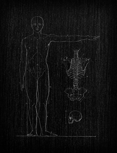 人体解剖学的古董插图:站着的人图片下载