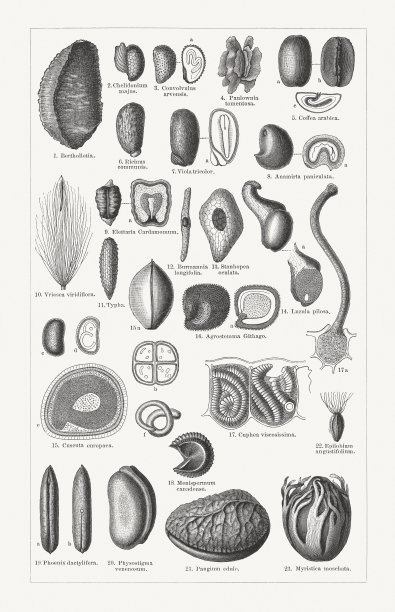 各种各样的植物种子，木刻，出版于1897年图片下载