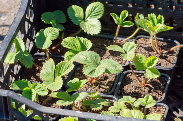 塑料盒里的草莓幼苗图片下载