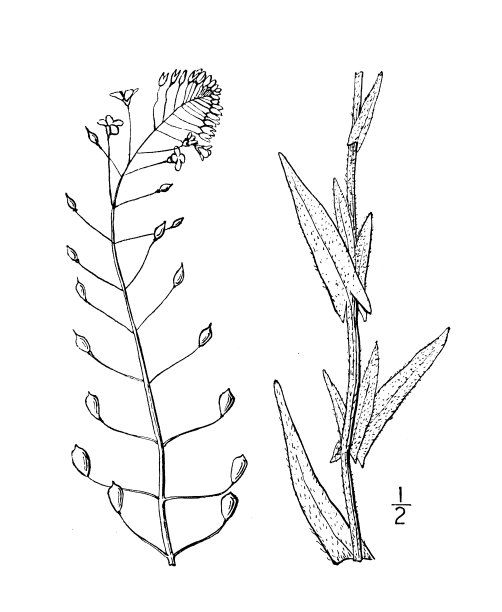 古植物学植物插图:亚麻荠，小果的假亚麻图片下载