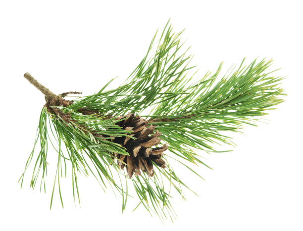 松树树枝。杉树细枝带绿针，孤立。冬季节日常绿装饰，云杉或雪松元素。图片下载