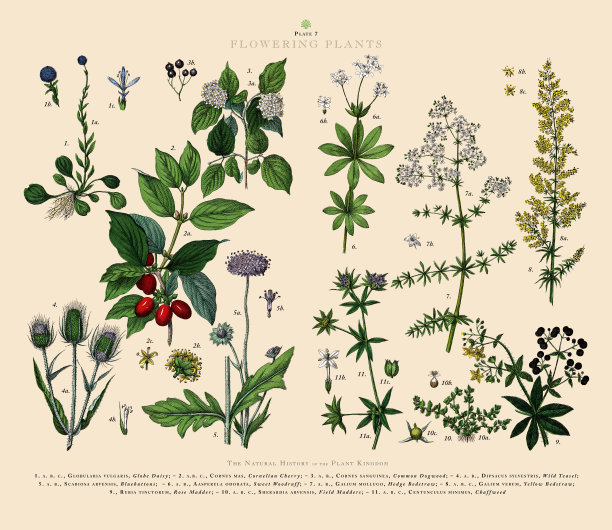 开花植物，植物王国，维多利亚植物插图，大约1853年图片下载