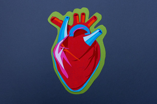 人类的心脏图片下载