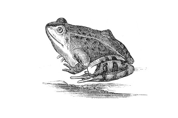 池塘里的青蛙图片下载