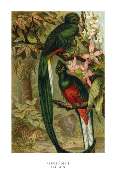 美国古董雕刻，金光闪闪的龙，鸟:自然历史，1885图片下载