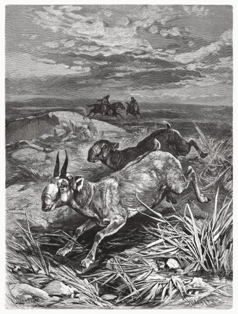 塞加羚羊(Saiga tatarica)，木版画，出版于1885年图片下载