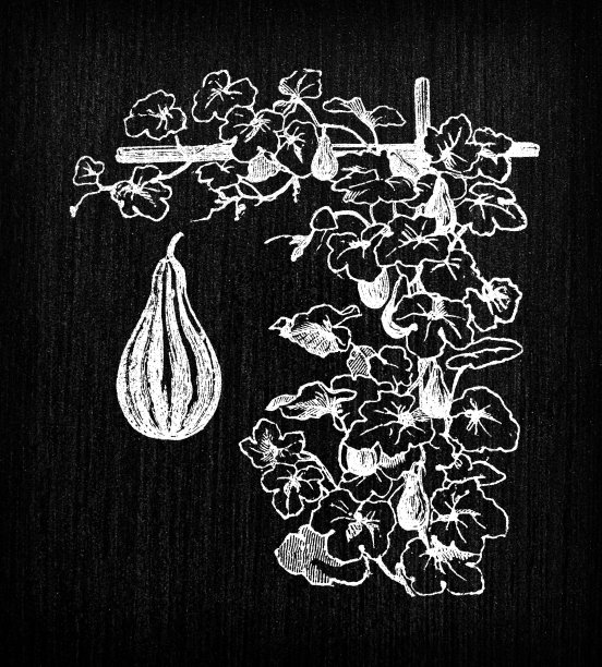 植物学蔬菜植物仿古雕刻插画:葫芦图片下载