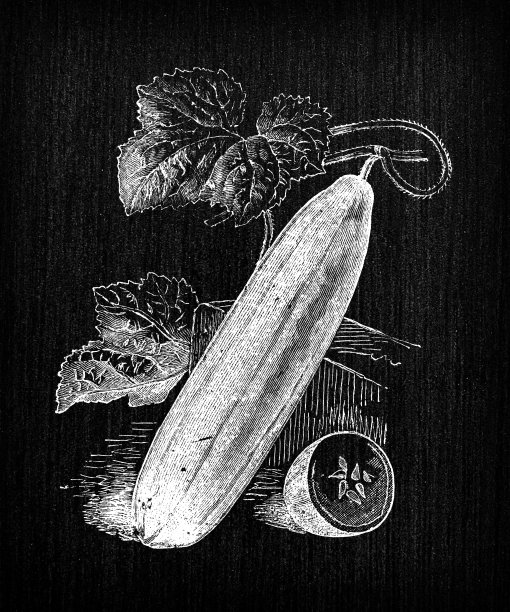 植物学蔬菜植物仿古雕刻插图:希腊黄瓜图片下载