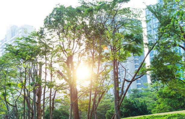 办公楼前的树图片下载