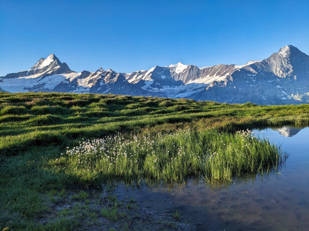 伯尔尼高地的高山湖泊。格林德沃和因特拉肯附近的巴赫西。美丽的日出心情。Bachsee。高质量照片图片下载