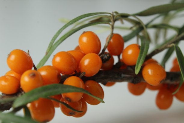 橙色沙棘浆果在树枝上的特写。秋收，浆果健康，维生素丰富，配制沙棘茶图片下载