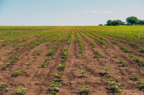 小向日葵生长在农村农场的土地形象图片下载