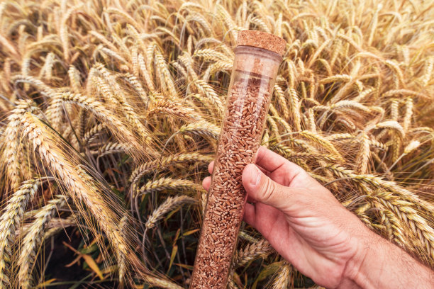 农场工人农学家拿着装有小麦颗粒样品的塑料管图片下载