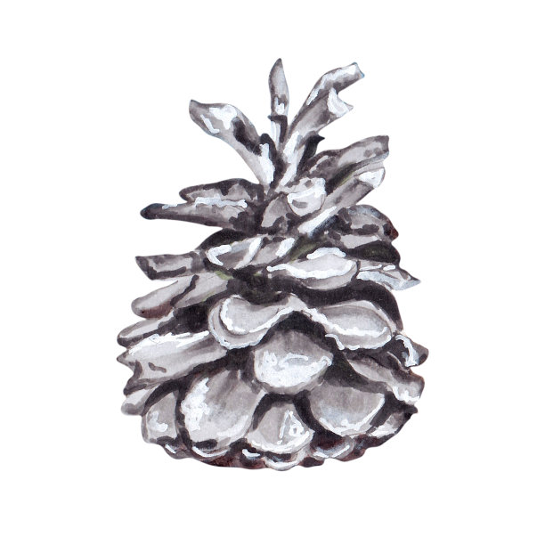 松果。美丽的圣诞树装饰，象征着寒假。可用于卡片，节日和新年活动的邀请。图片下载