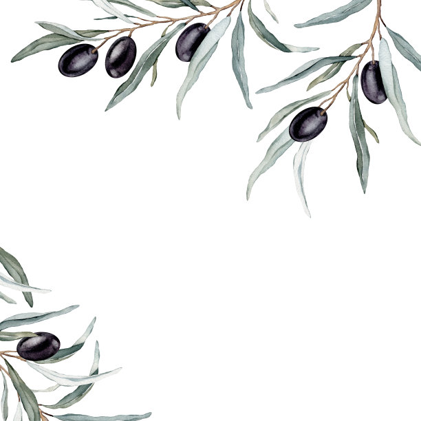 水彩横幅与黑色橄榄叶枝。水彩橄榄花束。装饰元素的贺卡。插图图片下载