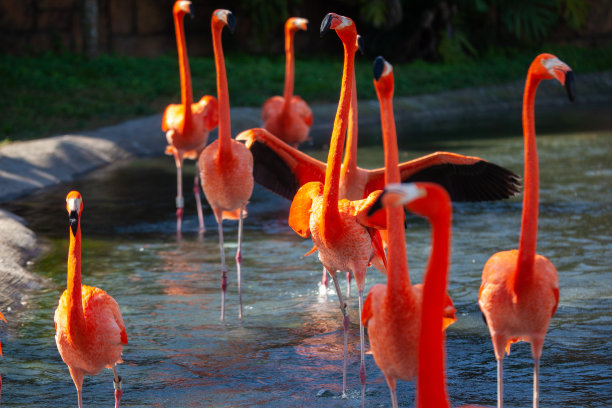 火烈鸟图片下载