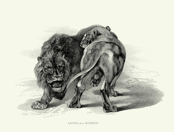 古董雕刻，男性和女性非洲狮子和狮子雕刻插图图片下载