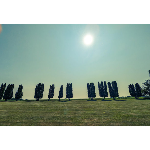 树木呈直线排列图片下载