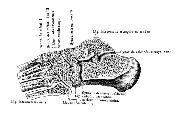 足骨关节的骨间韧带和滑膜图片下载