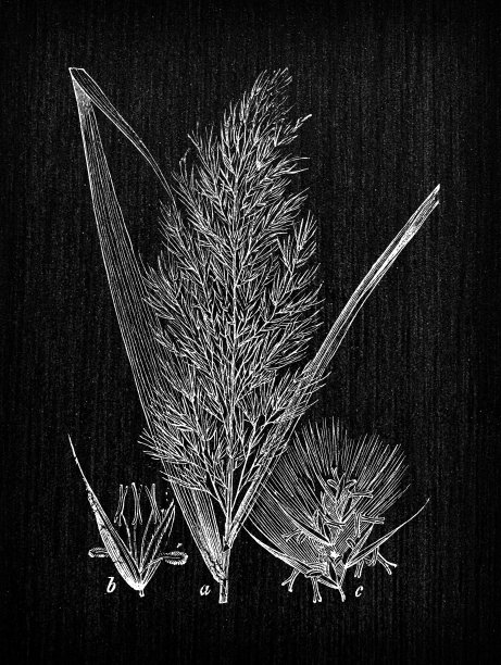 植物学植物仿古雕刻插图:芦苇图片下载