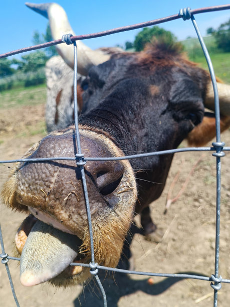 牛把舌头伸进铁丝栅栏图片下载