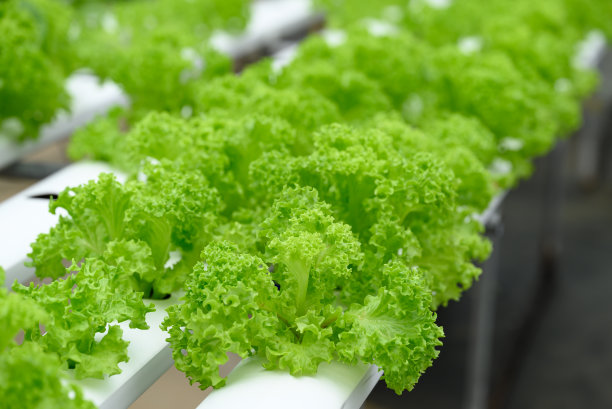 温室水培蔬菜图片下载