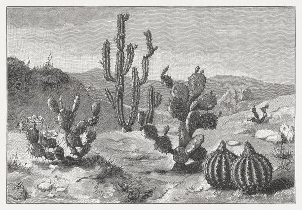 奥本蒂亚仙人掌，埃奇诺皮西斯秘鲁，奥本蒂亚仙人掌，甜瓜仙人掌，出版于1894年图片下载