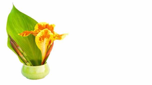 美人蕉花盛开和绿叶隔离在白色背景的股票照片或广告设计。室内植物，春天，图案图片下载