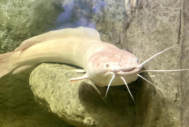 一张照片上的鱼长着又长又尖的牙齿，有一条鱼正躺在水里的一块石头上。图片下载