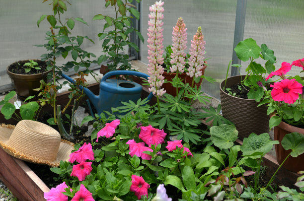 美丽的粉红色羽扇豆和矮牵牛花，帽子和喷壶在温室里。复古的家庭花园和种植对象，植物静物与夏季和春季植物图片下载