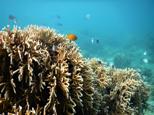 珊瑚礁之美图片下载