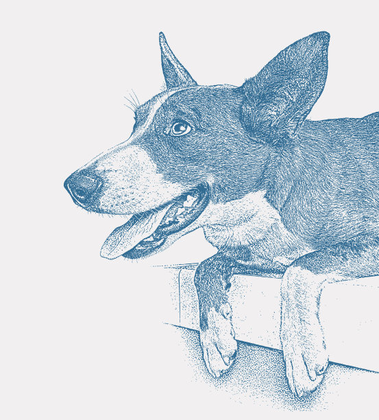 欢快的澳大利亚牧羊犬希望被收养图片下载